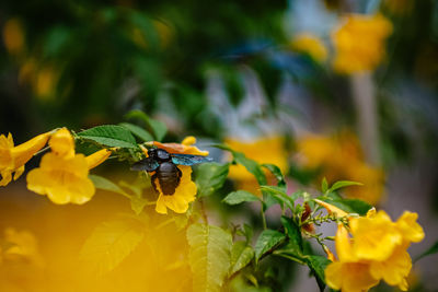 Close-up of bee pollinating on yellow flower