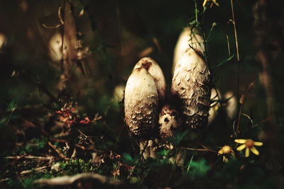 Close-up of mushrooms growing on land