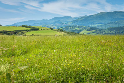 Green meadow in mountain. composition of nature.