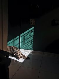 Portrait of man sitting on floor at home