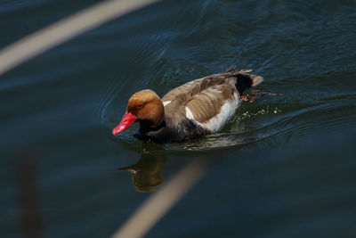 High angle view of duck swimming in lake