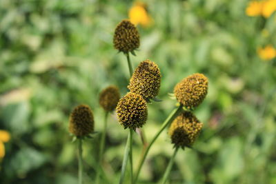 Close-up of flowering plant