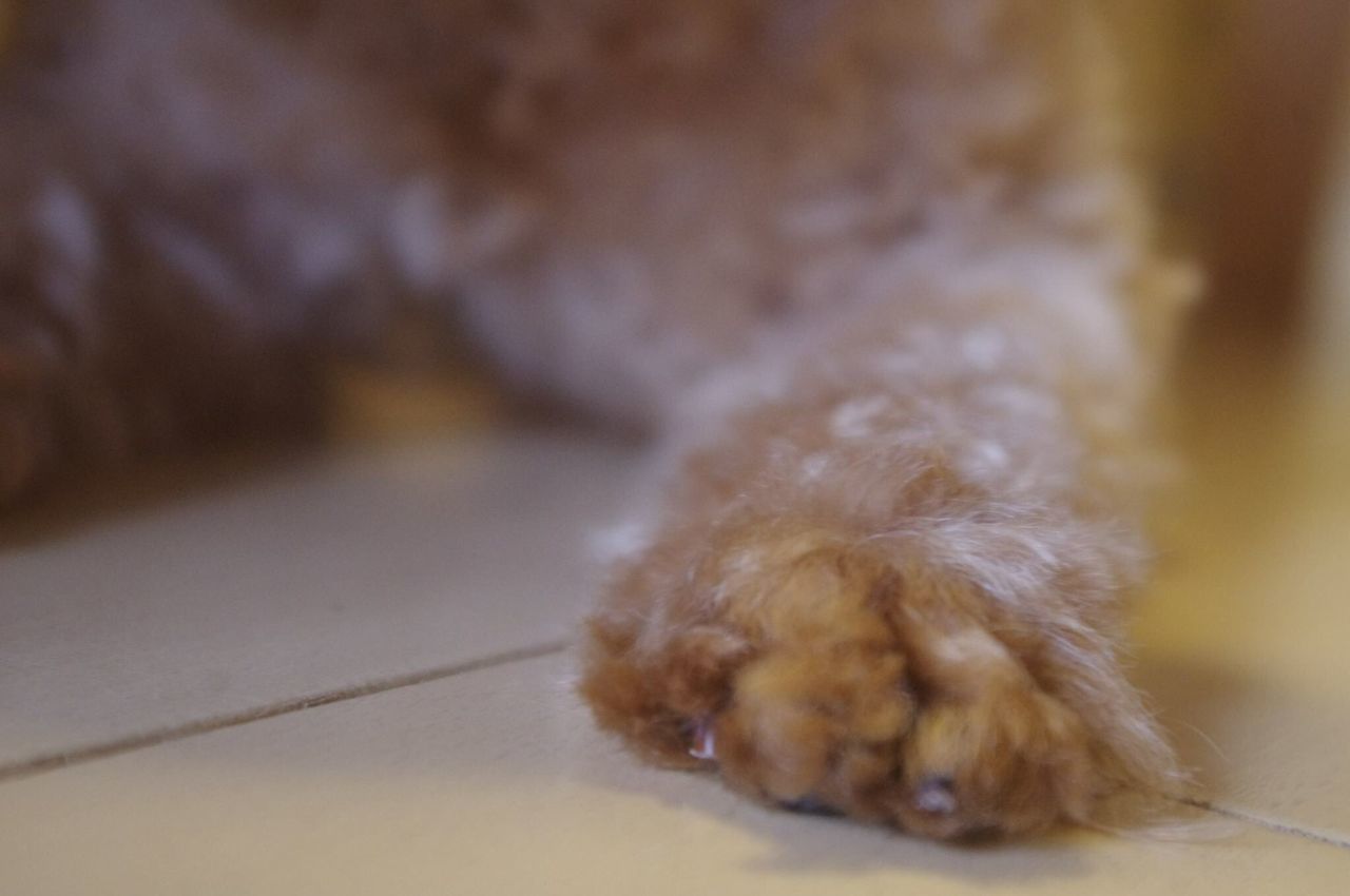 one animal, animal themes, indoors, domestic animals, close-up, pets, selective focus, animal hair, brown, zoology, focus on foreground, no people