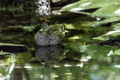 Close-up of duck swimming in lake