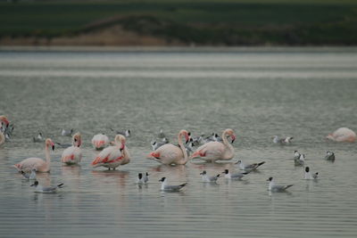Birds in lake