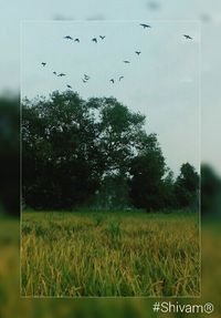 Birds flying over trees against sky