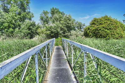 Boardwalk amidst plants against sky