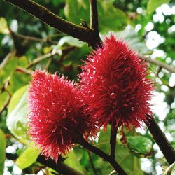 Close-up of red flower growing on tree