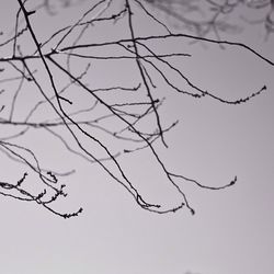 Low angle view of bare trees against sky