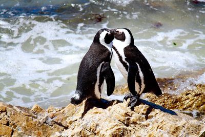 Close-up of penguins at shore