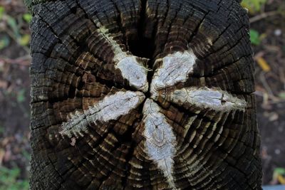 Close-up of tree stump