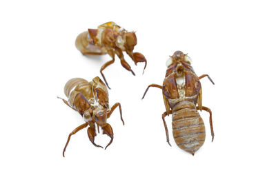 Close-up of insect on white background