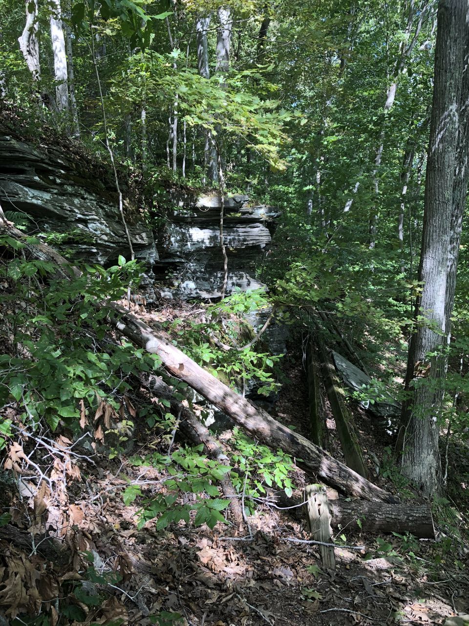 PLANTS GROWING BY STREAM