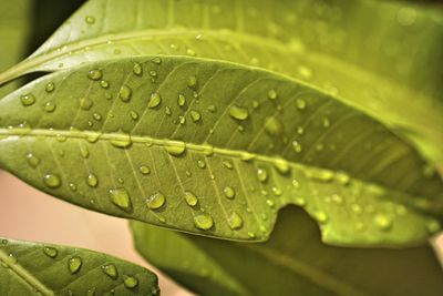 Close-up of raindrops on leaves