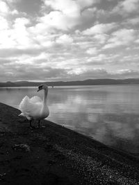 View of birds on lakeshore