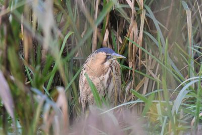 Bittern perching hidden in grass