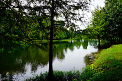 Scenic view of lake amidst trees in forest