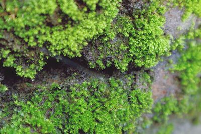 Close-up of moss growing on tree