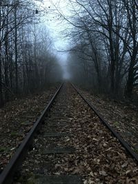 Railroad tracks in forest