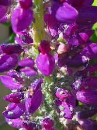 Close-up of purple flowering plants