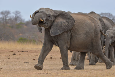 Elephant in a field