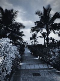 Empty footpath by palm trees against sky