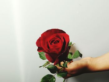 Close-up of hand holding rose against white background