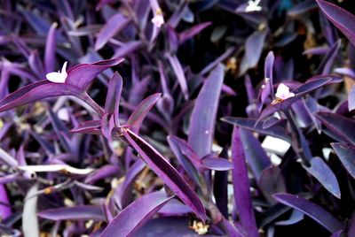 Close-up of purple flowers