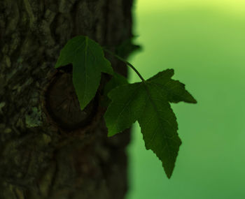 Close-up of leaves on ivy