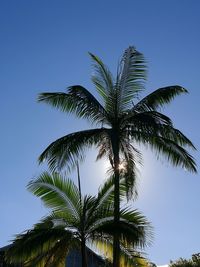 Low angle view of palm tree against clear blue sky