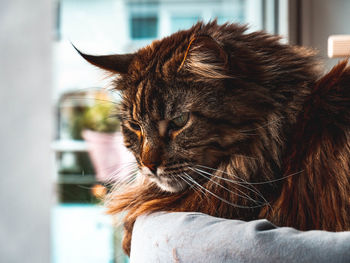 Close-up of a cat looking away