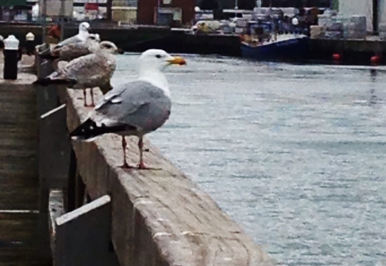 animal themes, bird, animals in the wild, wildlife, water, perching, seagull, focus on foreground, two animals, river, pier, nature, lake, wood - material, one animal, day, outdoors, duck, built structure, railing