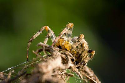 Close-up of spider on plant