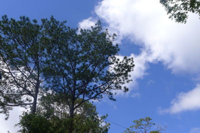 Low angle view of tree against sky