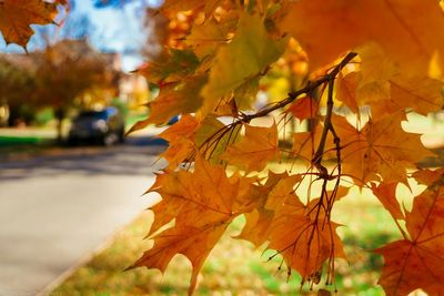 Close-up of maple leaves