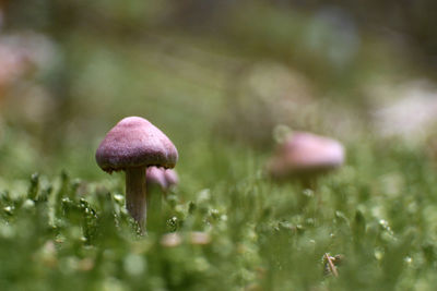 Close-up of mushroom