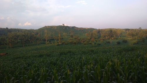 Scenic view of agricultural field against sky