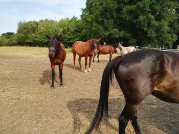 Horses standing in ranch