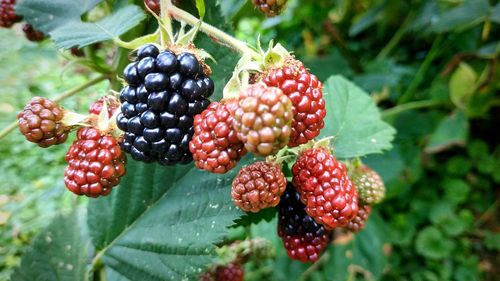 Close-up of blackberries