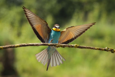 Bird flying over a branch