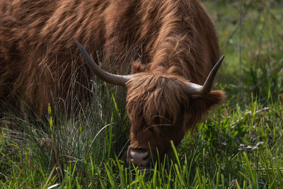 Close-up of a horse on field