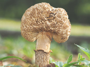 Close-up of mushroom growing outdoors