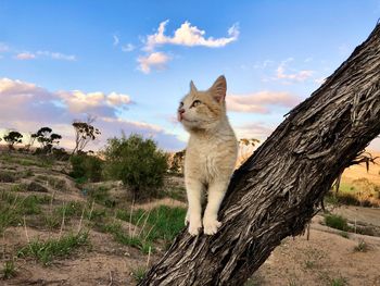 View of a cat looking away