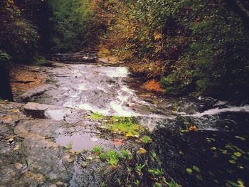 Stream flowing through forest