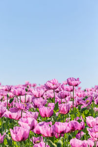 Close-up of pink flowering plants against clear sky