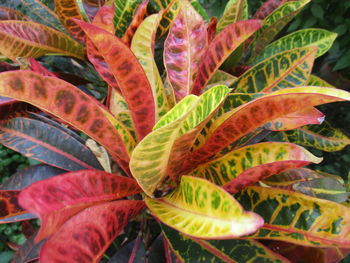 Close-up of leaves on plant