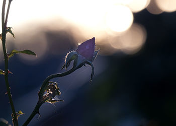 Close-up of flowering plant against sky