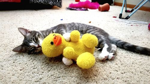 High angle view of dog sleeping on toy