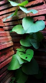 Close-up of fresh green leaves