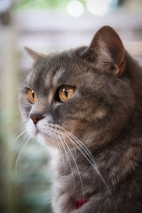 Close-up of cat looking away